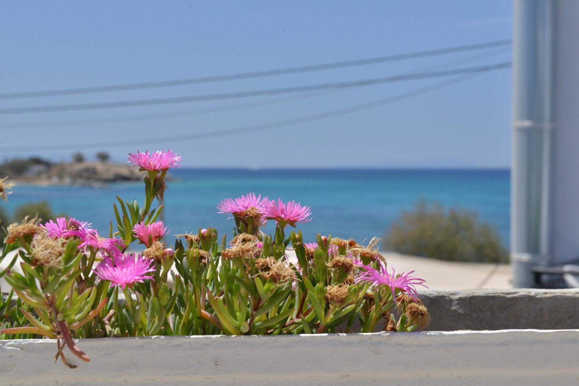 Plaza Studios Agia Anna  Exterior photo